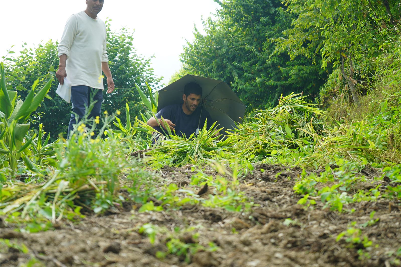 Workers turning soil in a hillside plot.