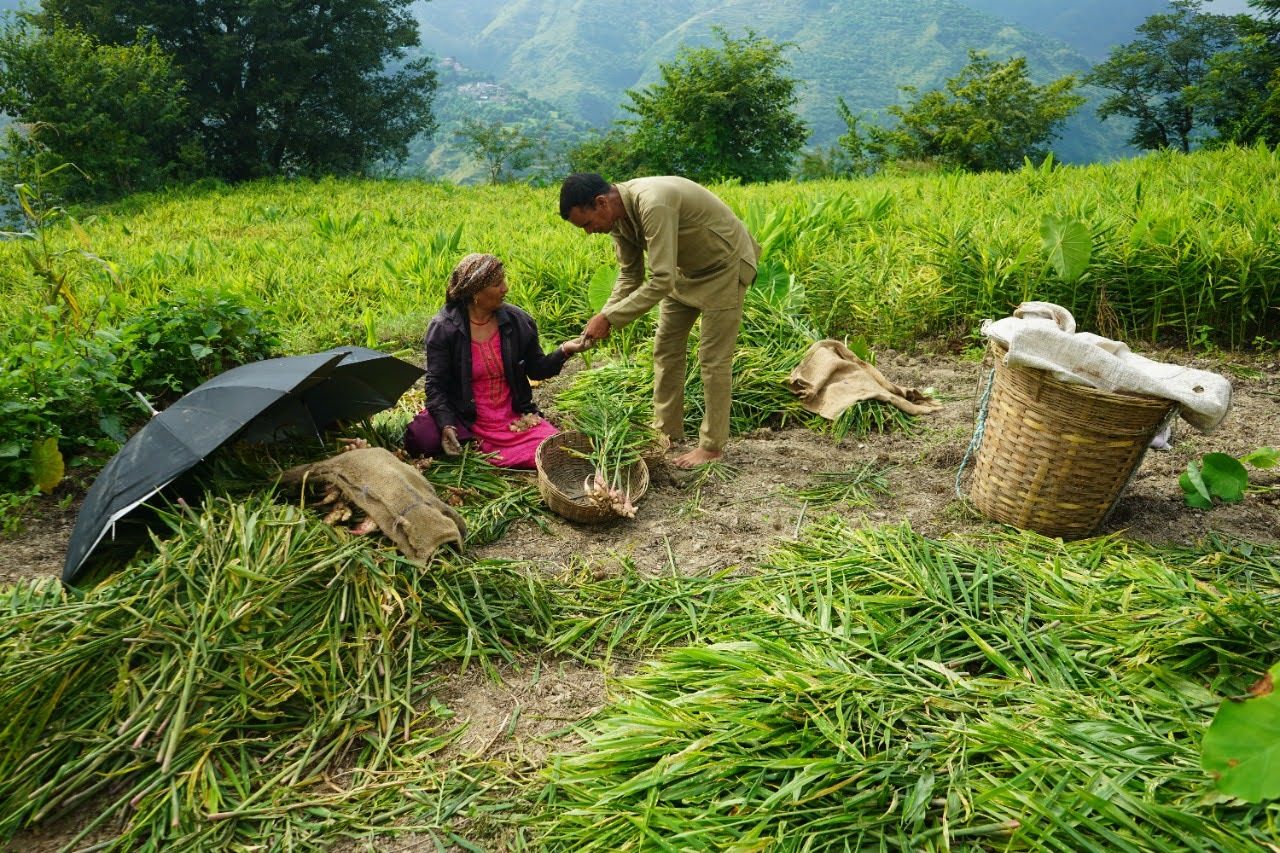 Two farmers lifting a ginger crop on hill terraces.
