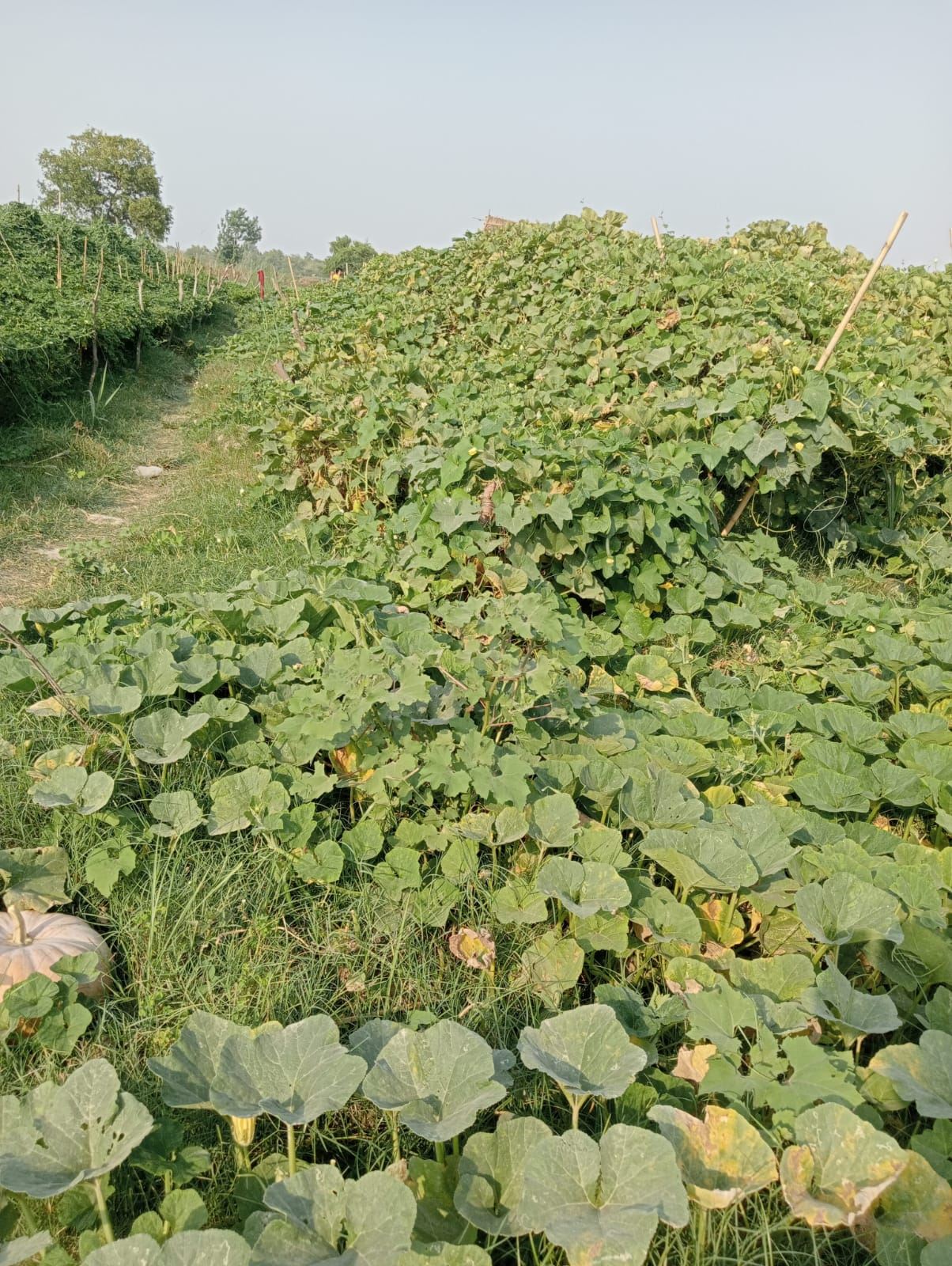 A field of gourd vines running up a slope.