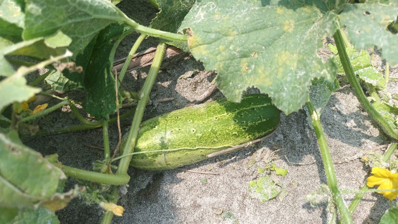 A gourd growing on the vine among broad leaves.