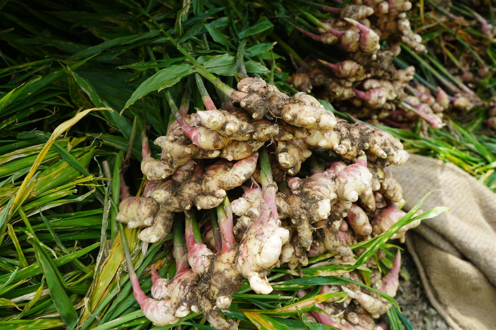 Freshly lifted ginger rhizomes gathered on cut foliage.