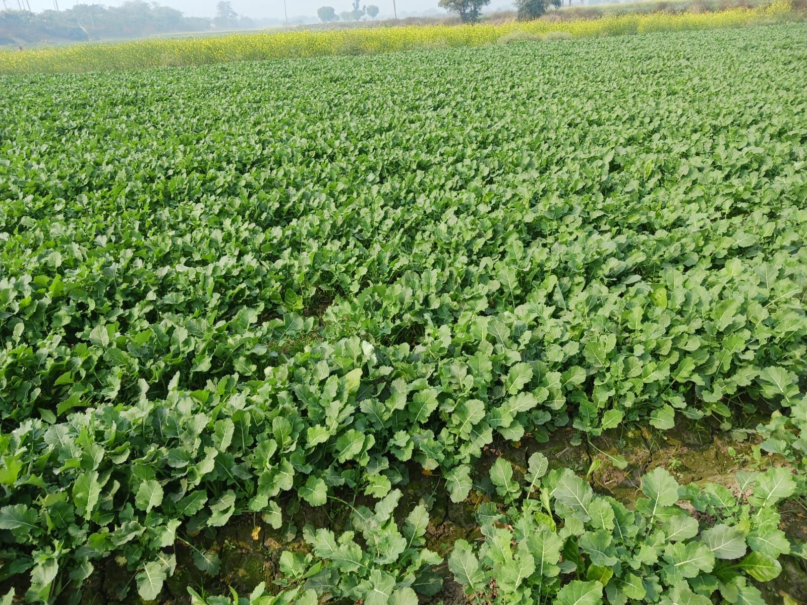 A broad field of leafy vegetables in full growth.