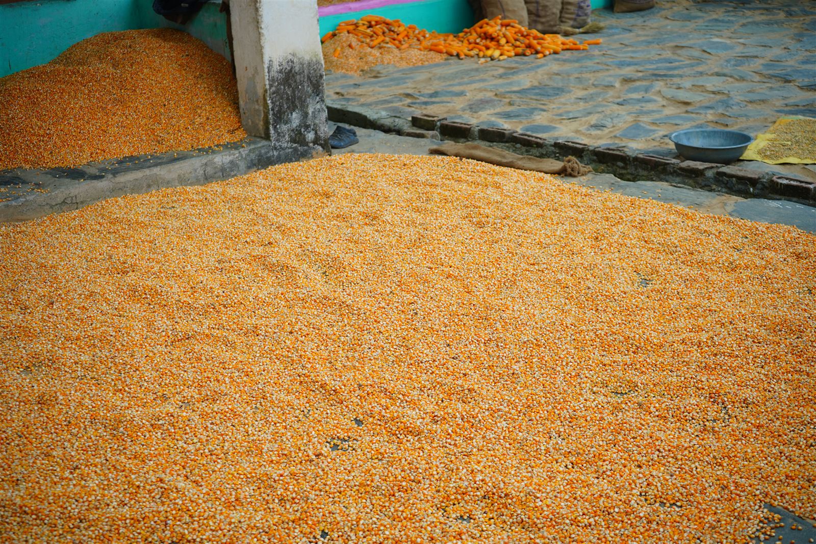 Maize kernels spread out to dry on a flat surface.