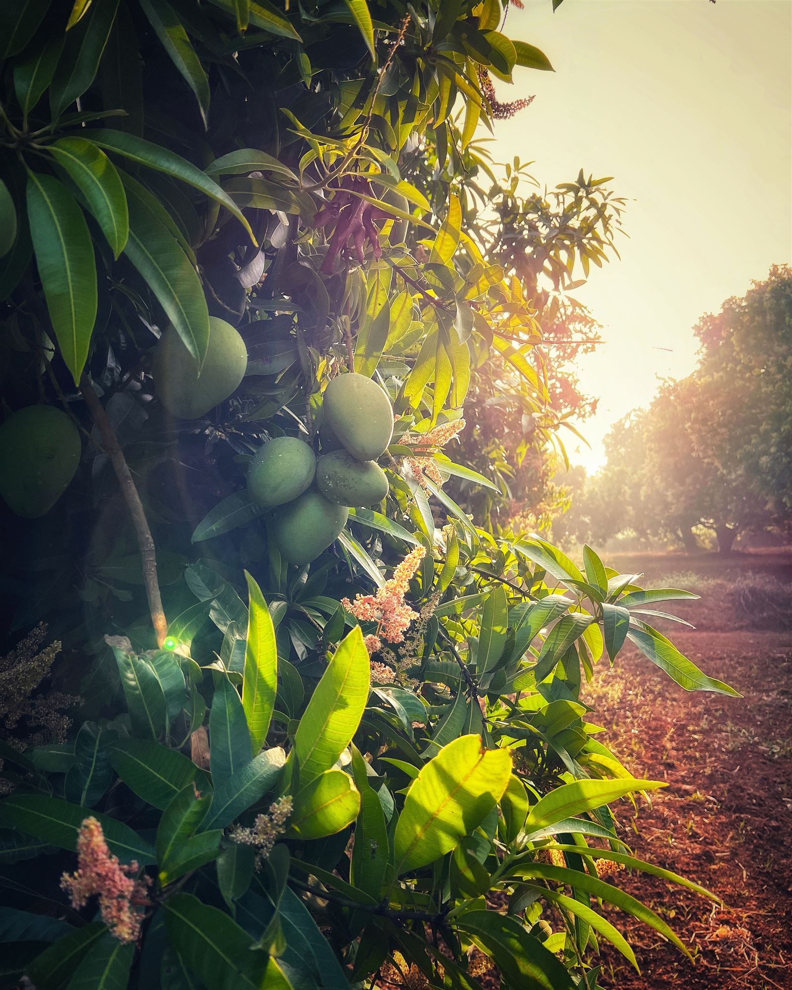 Mangoes ripening on the branch, backlit by low sun.