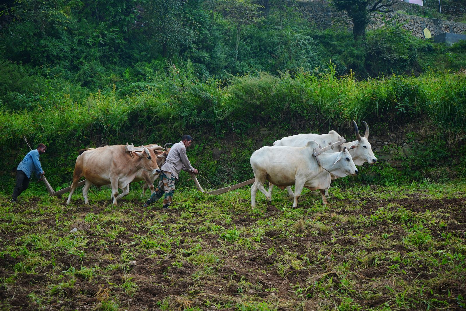 A pair of oxen ploughing a terraced field.