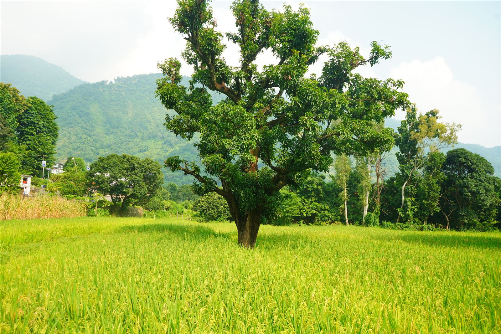 A lone tree standing in a green paddy field.
