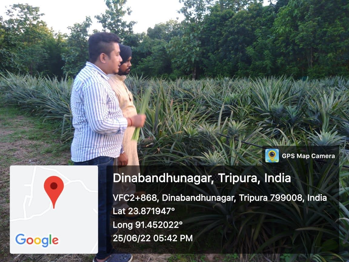 Two men inspecting a pineapple crop in the field.