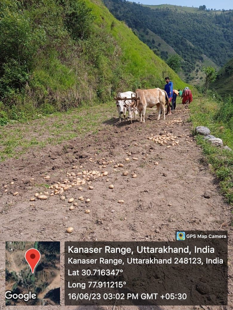 A pair of oxen ploughing a hillside track with workers behind.