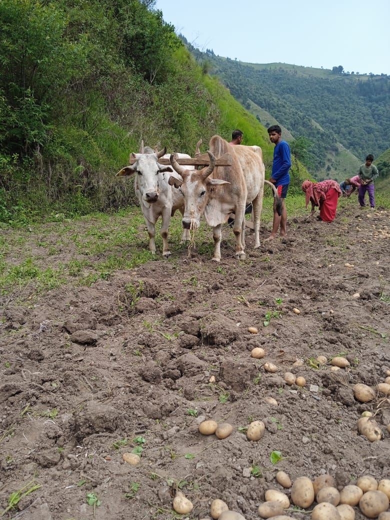 Potatoes lifted and lying on turned soil beside working oxen.
