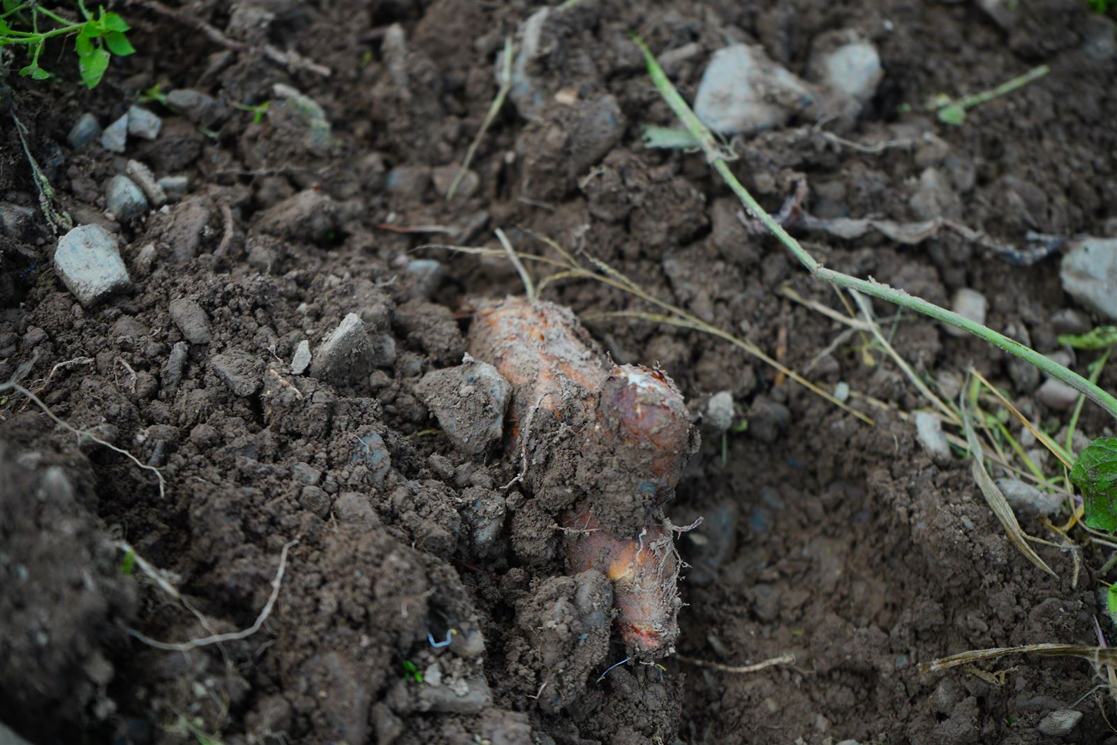 Freshly dug rhizomes lying in turned soil.