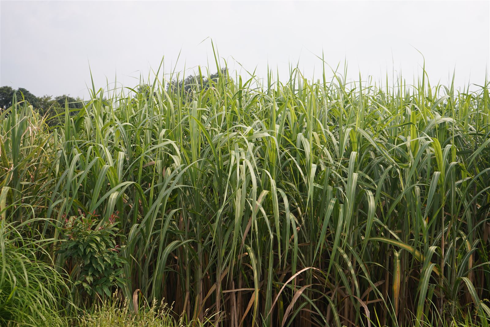 A dense stand of tall cane-like crop.
