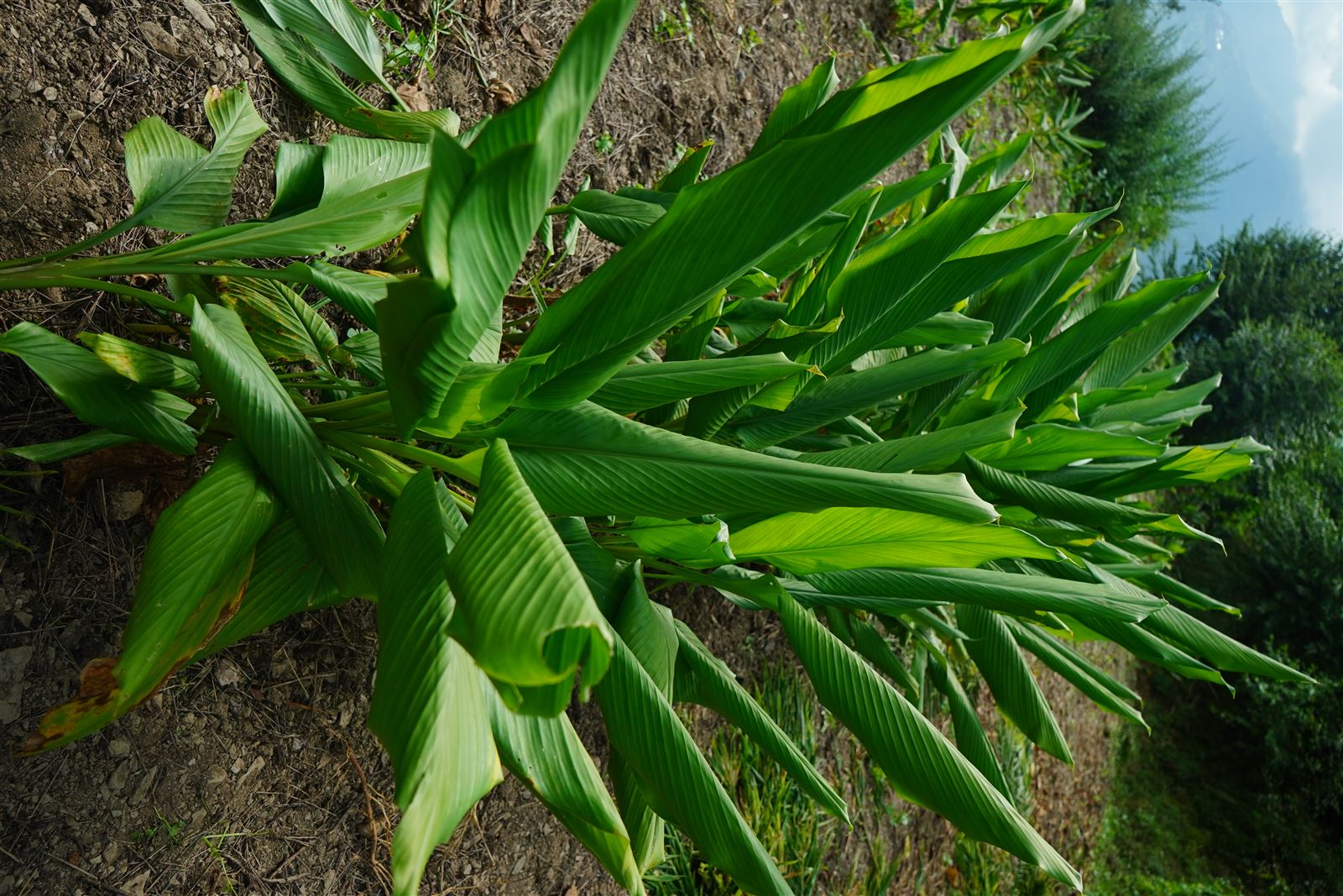 Turmeric plants growing in dark soil.